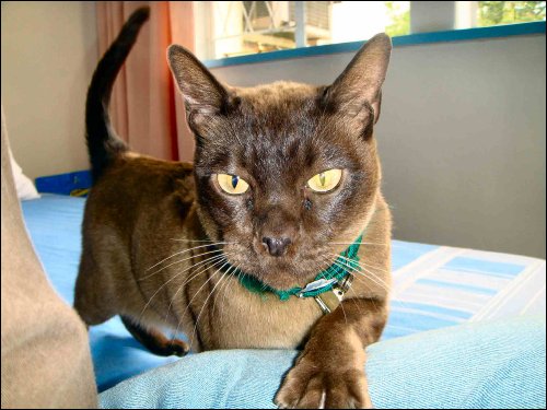 Chocco the Burmese